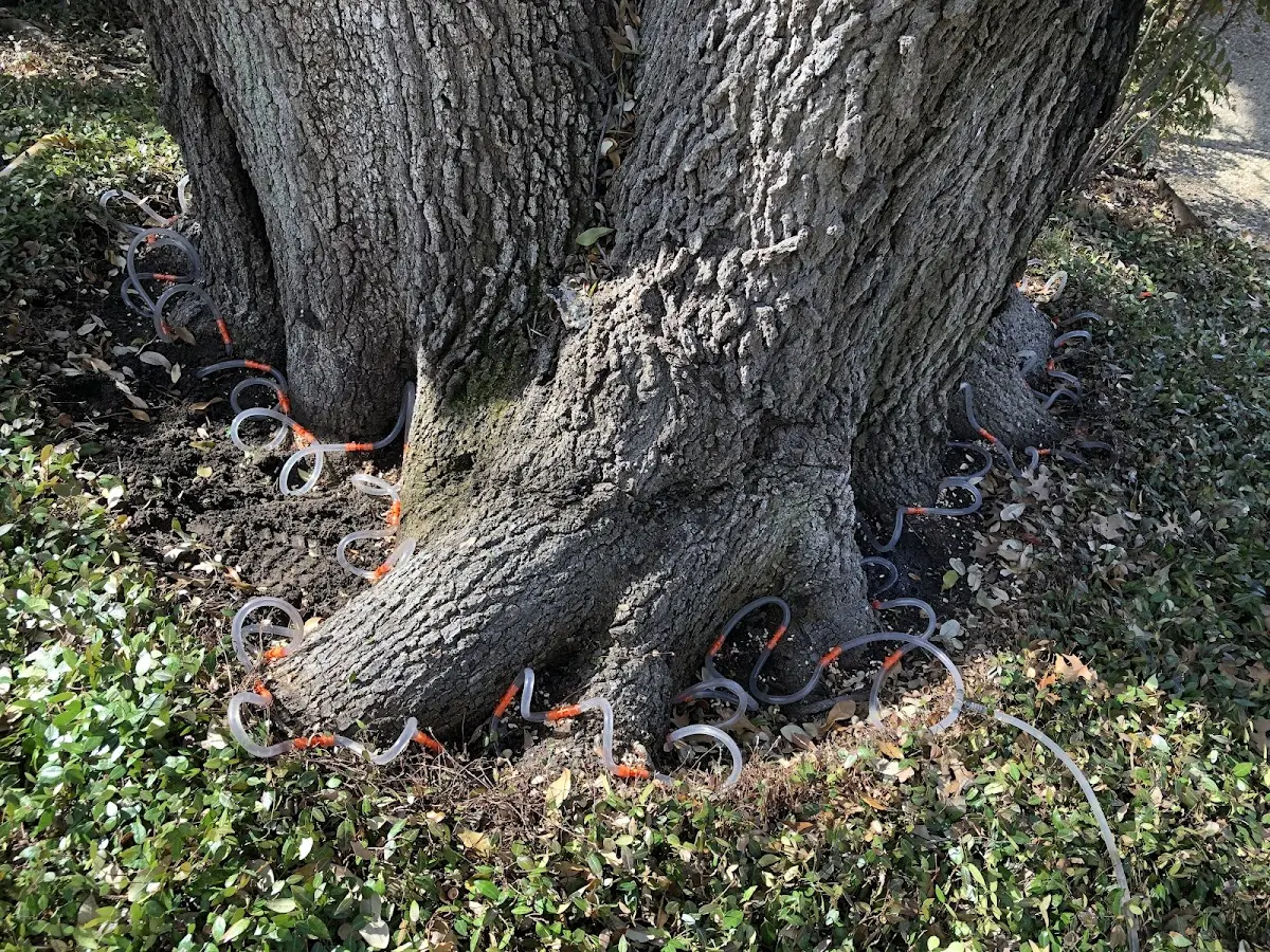 Detailed Tree Cabling and Bracing job site in Southbury