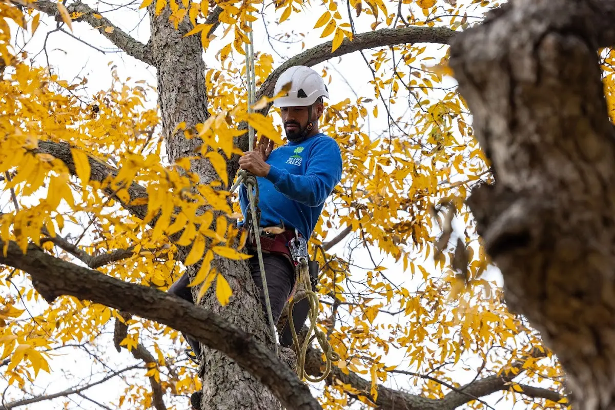 Skilled Tree Trimming crew working in Southbury